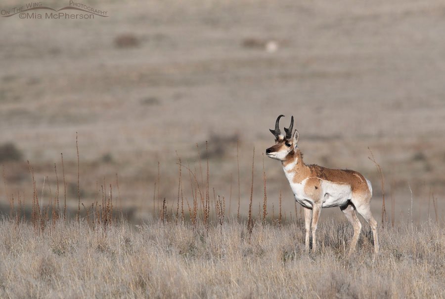 Male Pronghorn sniffing the wind, Antelope Island State Park, Davis County, Utah