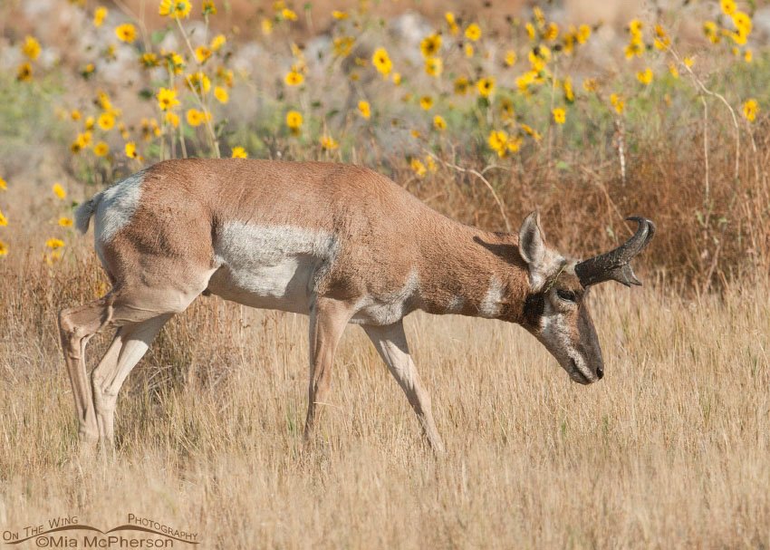 Male Pronghorn with sunflowers, Antelope Island State Park, Davis County, Utah