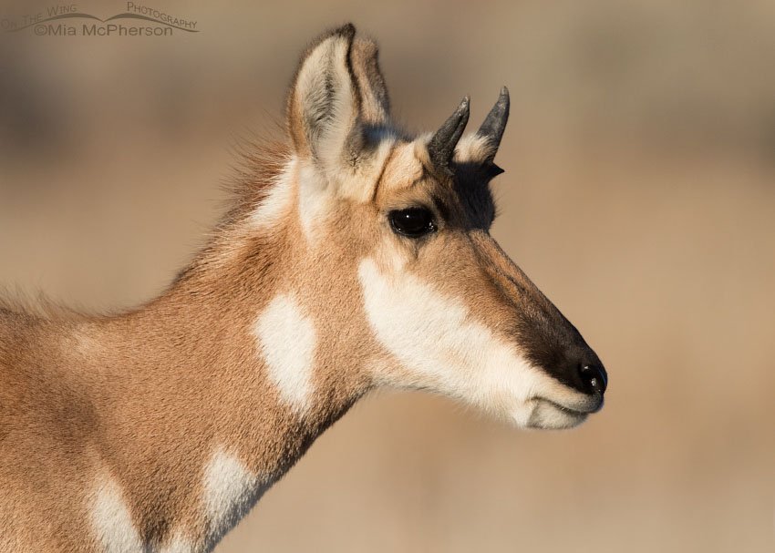 Pronghorn yearling portrait, Antelope Island State Park, Davis County, Utah