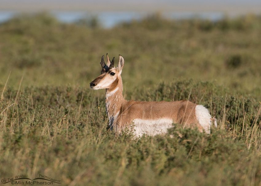 Pronghorn buck at Red Rock Lakes National Wildlife Refuge, Centennial Valley, Beaverhead County, Montana