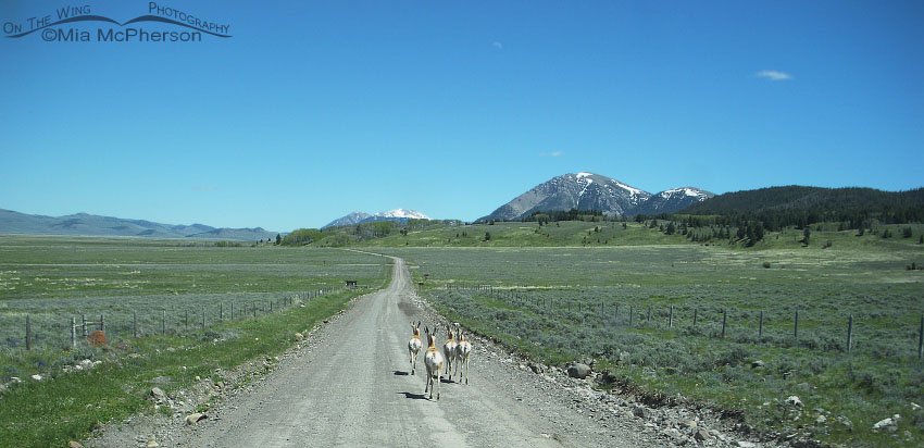 Pronghorns on the road to Red Rock Lakes NWR, Centennial Valley, Beaverhead County, Montana