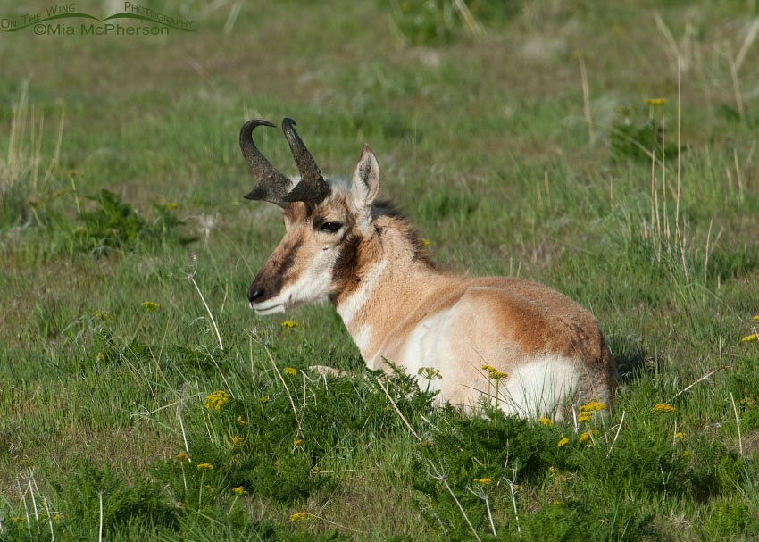 Pronghorn buck resting in Gray’s Biscuitroot and fresh green grasses, Antelope Island State Park, Davis County, Utah