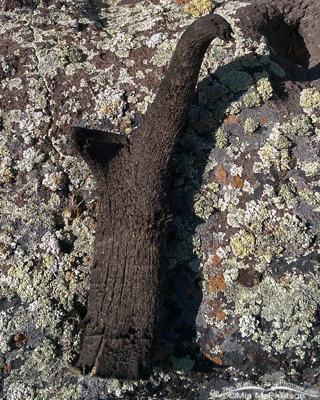 Shed horn sheath of a Pronghorn found on the Aquarius Plateau in Wayne County, Utah
