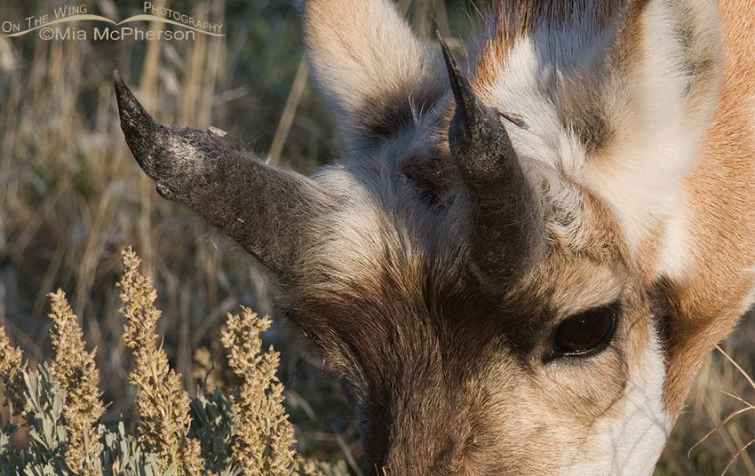 Close up showing the horn regrowth of a male Pronghorn, Antelope Island State Park, Davis County, Utah