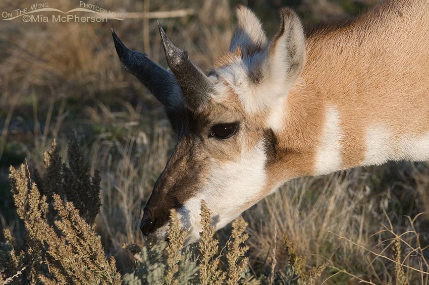 Pronghorn buck in horn regrowth, Antelope Island State Park, Davis County, Utah