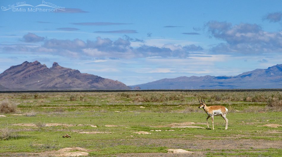 Pronghorn buck and West Desert sky island mountains, Utah