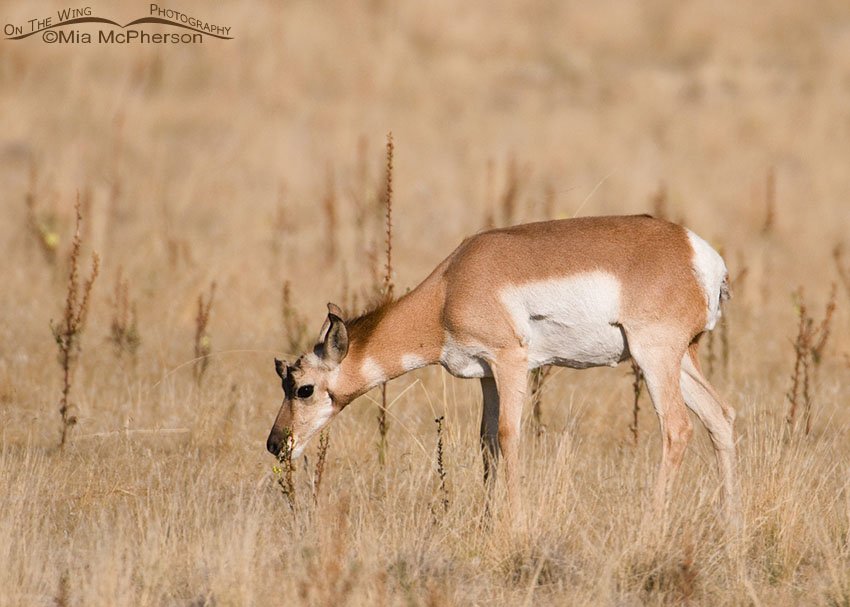 Pronghorn yearling nibbling on mullein, Antelope Island State Park, Davis County, Utah