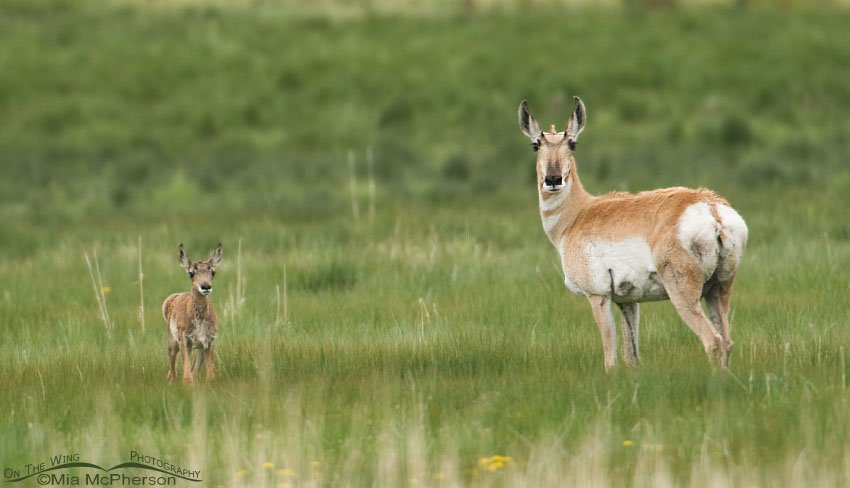 Adult Pronghorn with young in the Centennial Valley, Red Rock Lakes National Wildlife Refuge, Centennial Valley, Beaverhead County, Montana