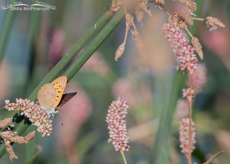 Purplish Copper butterfly nectaring on smartweed, Bear River Migratory Bird Refuge, Box Elder County, Utah