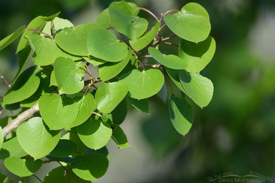 Quaking Aspen leaves close up, West Desert, Tooele County, Utah