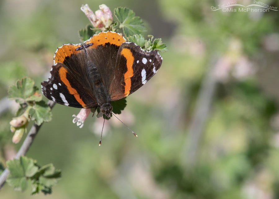 Top view of a Red Admiral Butterfly on a Wax Currant, West Desert, Stansbury Mountains, Tooele County, Utah