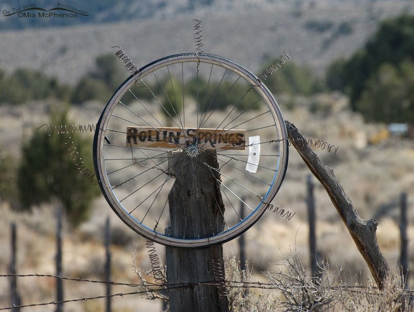 Rollin Springs, Great Basin National Park, White Pine County, Nevada