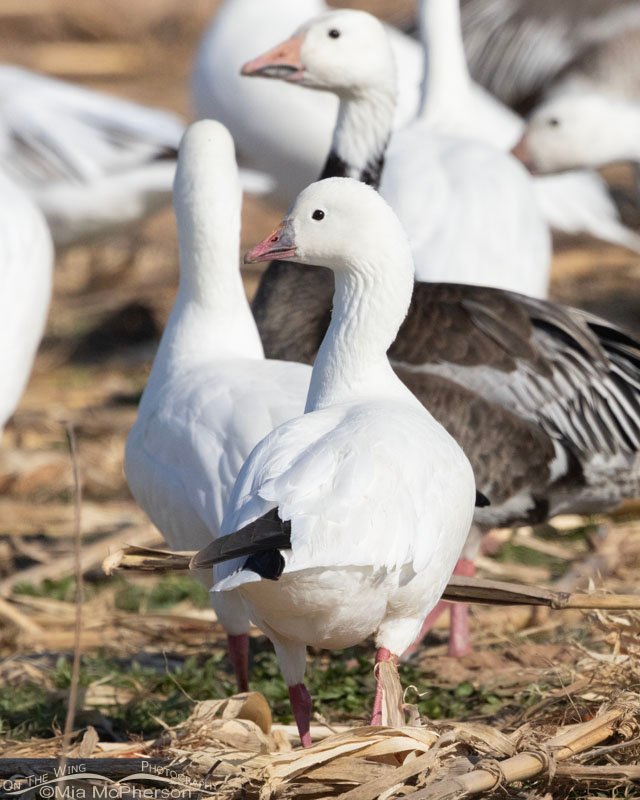 Adult Ross's Goose in a field at Sequoyah National Wildlife Refuge, Oklahoma