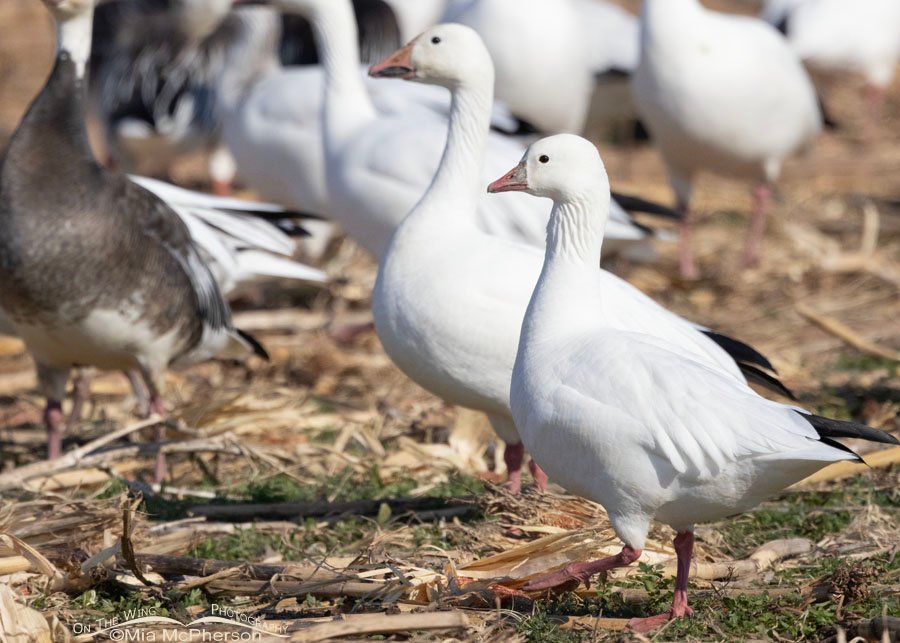 Ross's Goose in a flock of Snow Geese, Sequoyah National Wildlife Refuge, Oklahoma