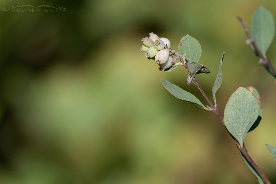 Ripening Roundleaf Snowberry berries, Wasatch Mountains, Morgan County, Utah