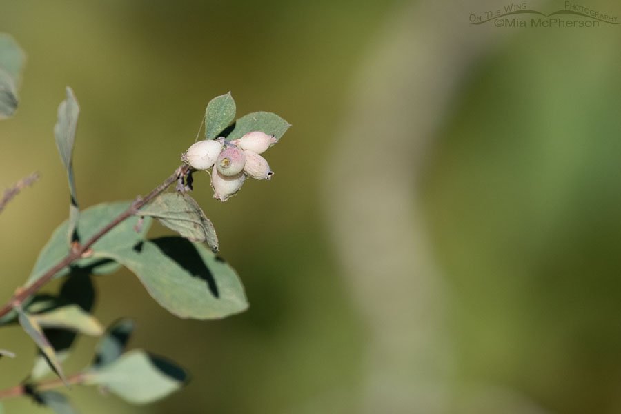 Roundleaf Snowberry berries and spider webs, Wasatch Mountains, Morgan County, Utah