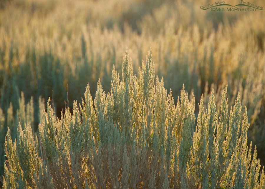 Silver Sagebrush at sunrise, Clark County, Idaho