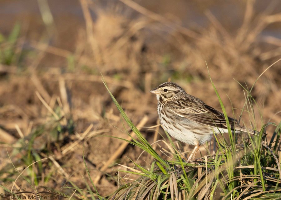 Savannah Sparrow on a tuft of grasses, Sequoyah National Wildlife Refuge, Oklahoma