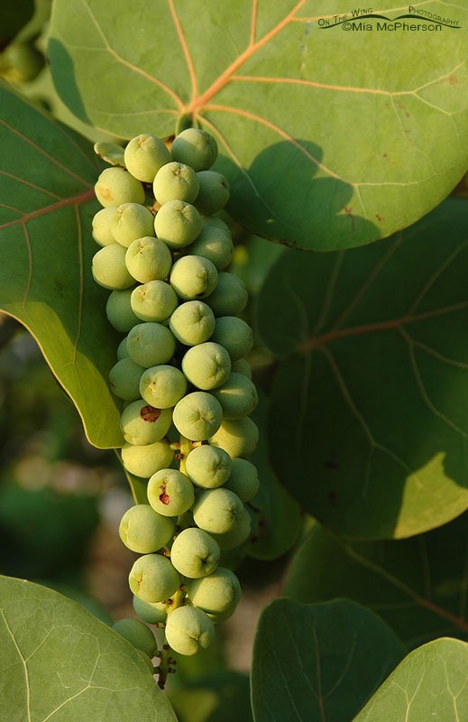 Sea Grape fruit, J. N. “Ding” Darling National Wildlife Refuge, Lee County, Florida