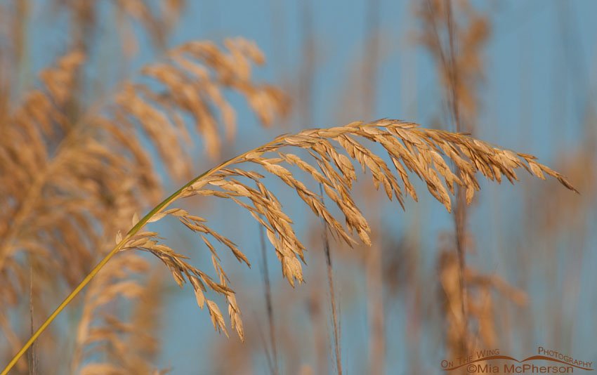 Golden Sea Oats on the shore of the Gulf of Mexico, Fort De Soto County Park, Pinellas County, Florida