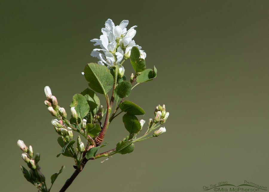 Serviceberry shrub beginning to bloom, Wasatch Mountains, Morgan County, Utah