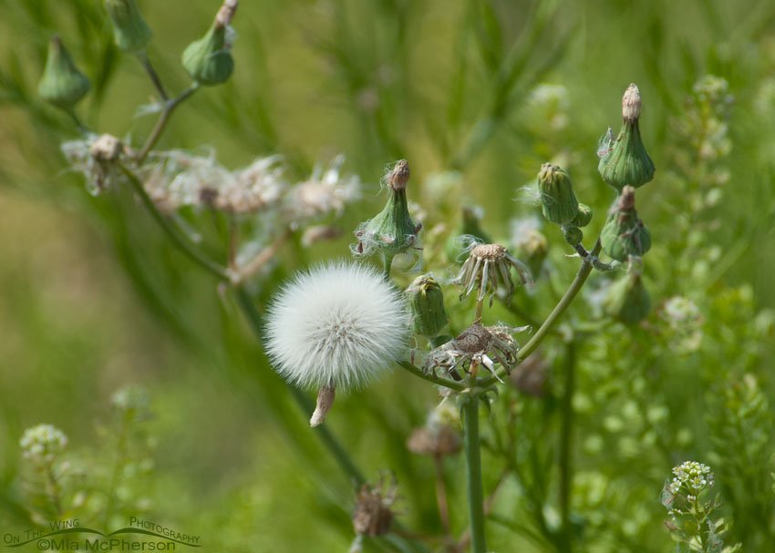 Shades of green, Fort De Soto County Park, Pinellas County, Florida