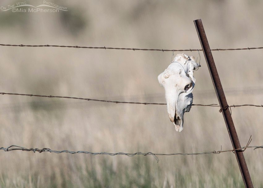 Skull on a fence, Box Elder County, Utah