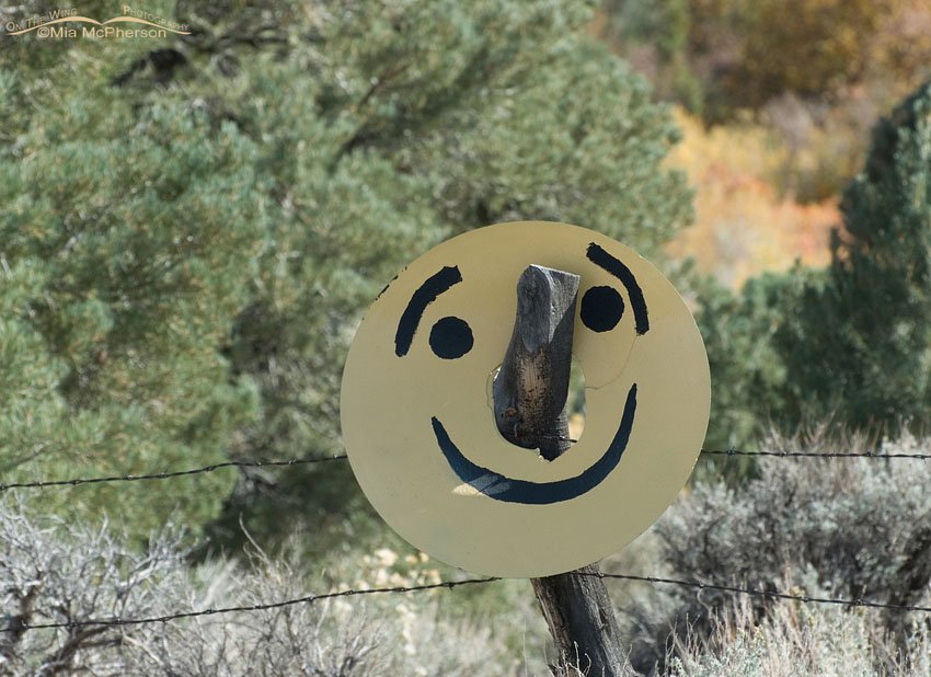 Smiley Face, Great Basin National Park, White Pine County, Nevada