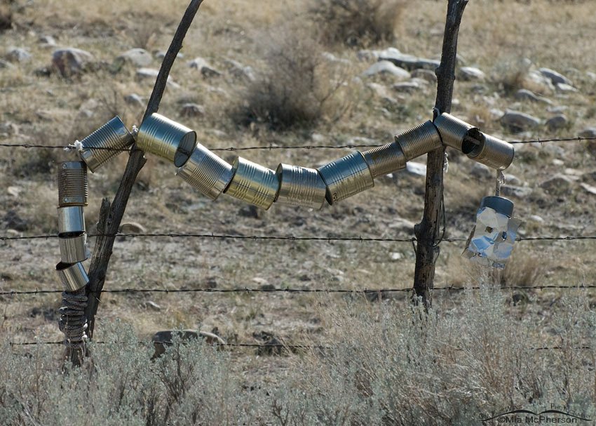 Tin Can Snake, Great Basin National Park, White Pine County, Nevada