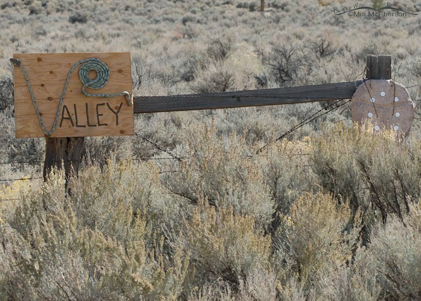 Ssssssssnake Valley, Great Basin National Park, White Pine County, Nevada
