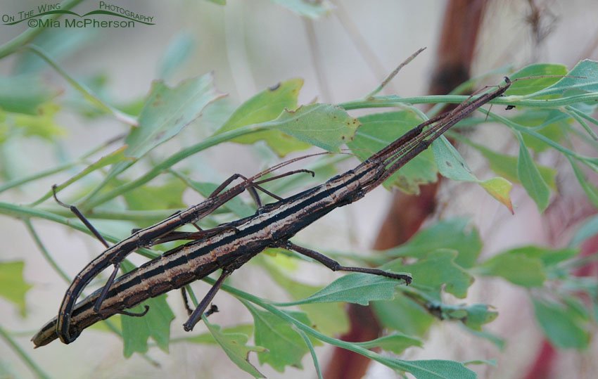 Southern Two-Striped Walkingstick Images