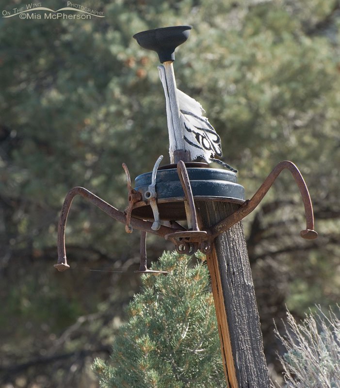 Wheelius metallica rustifaria – Metal spider, Great Basin National Park, White Pine County, Nevada