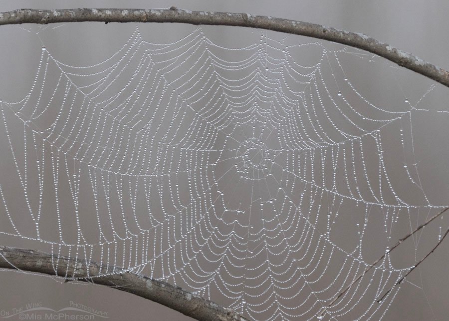 Spider web covered in water droplets, Sequoyah National Wildlife Refuge, Oklahoma