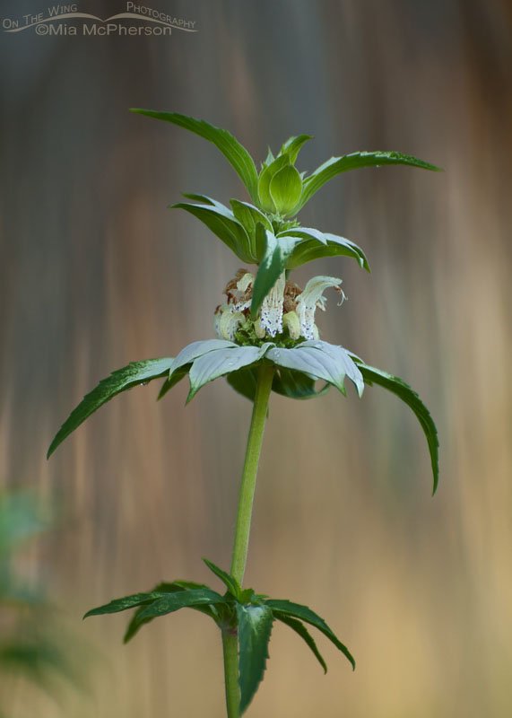Spotted Horsemint in Florida, Fort De Soto County Park, Pinellas County, Florida