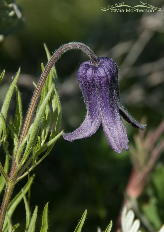 Sugarbowl – Leatherflower, Alaska Basin, Beaverhead County, Montana