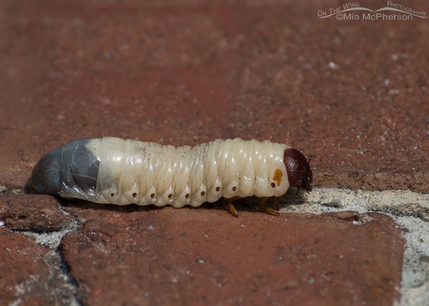 Sugarcane Beetle grub on Egmont Key, Egmont Key, Pinellas County, Florida