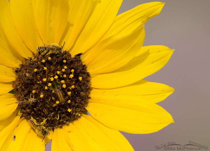 Common Sunflower and pollinators, Antelope Island State Park, Davis County, Utah