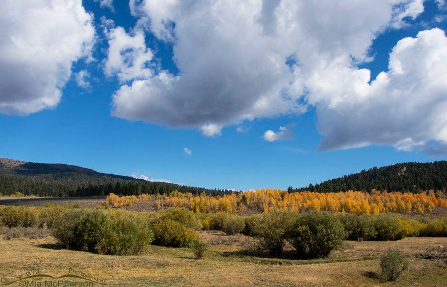 Fall colors in the Targhee National Forest, Clark County, Idaho