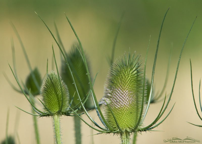 Teasel – Front light - light background, Salt Lake County, Utah