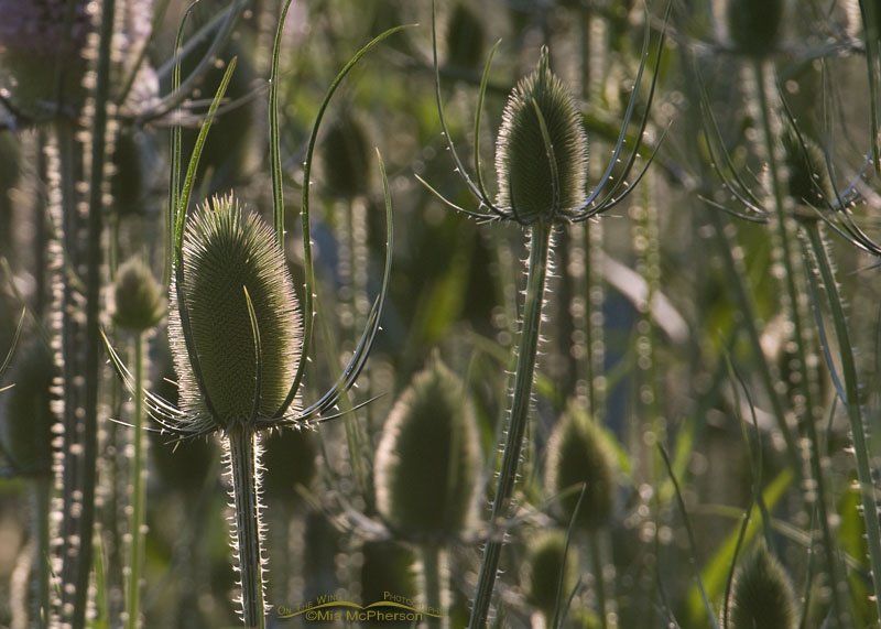 Stand of Teasel – Back lit, Salt Lake County, Utah