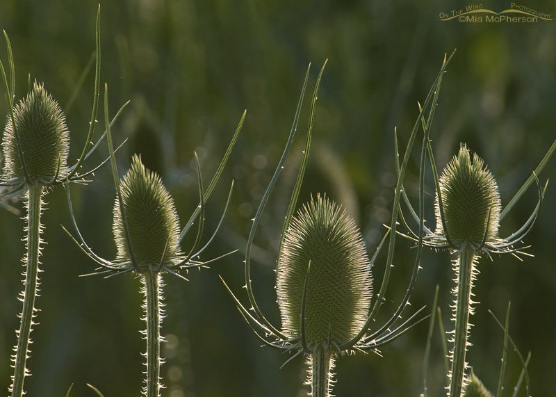 Back lit Teasel, Salt Lake County, Utah