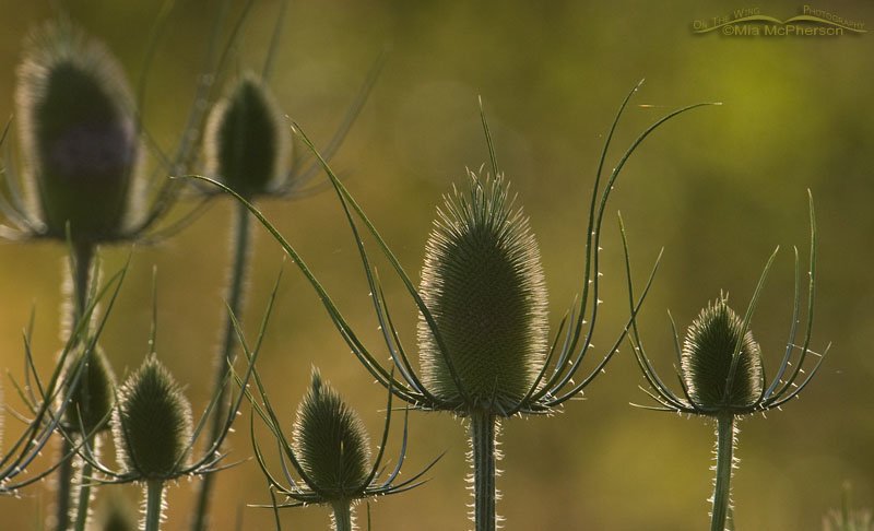 Back lit Teasel – Bright background, Salt Lake County, Utah