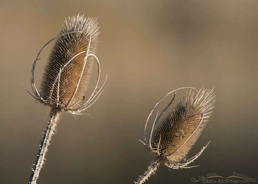 Sunlit dried teasel, Farmington Bay WMA, Davis County, Utah