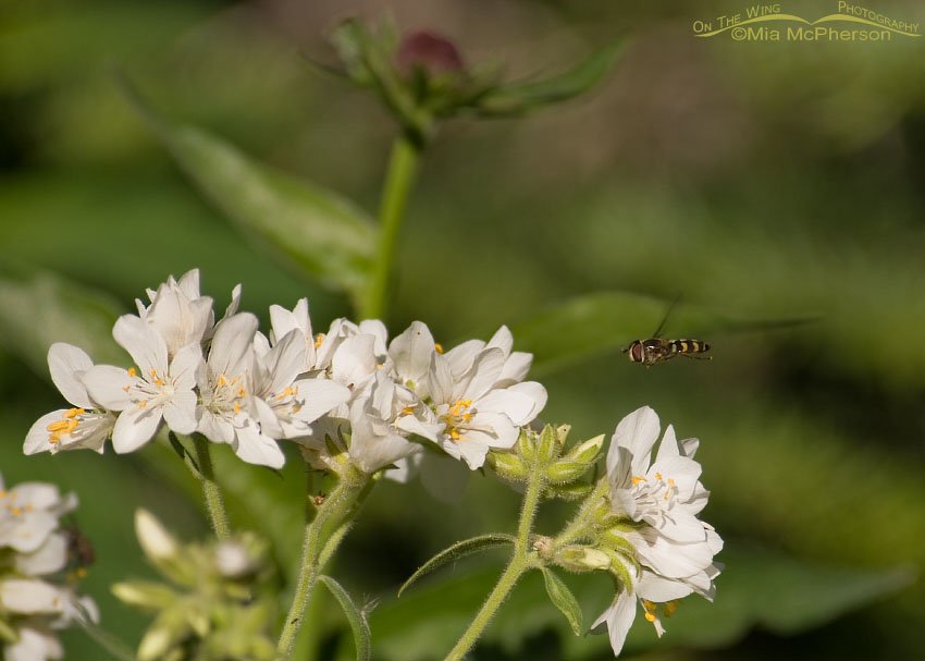 Towering Jacob’s-ladder and American Hoverfly, Big Cottonwood Canyon, Brighton, Salt Lake County, Utah