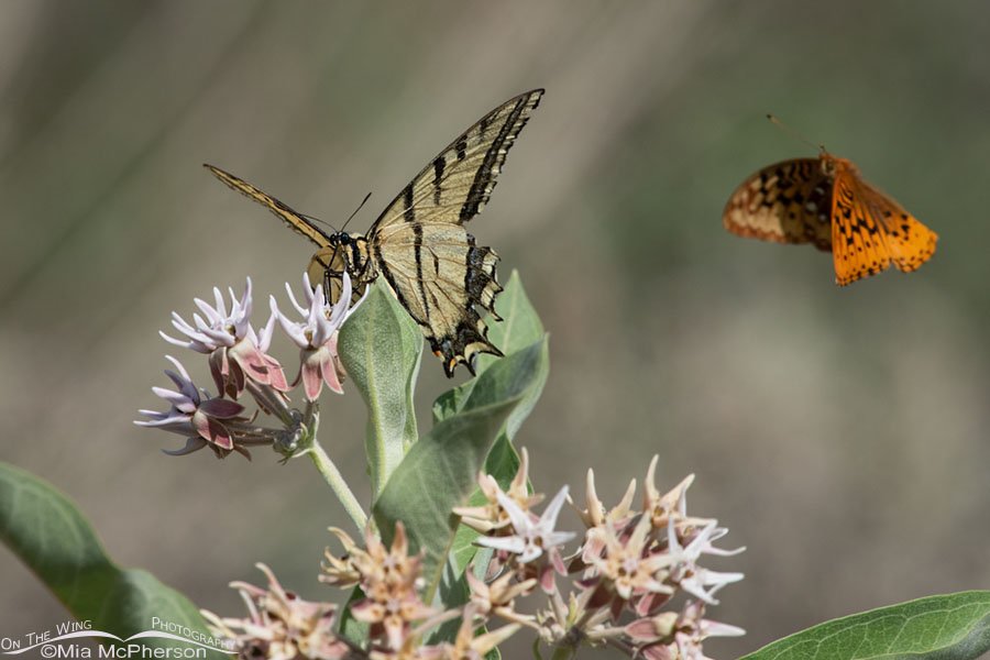 Fritillary photobombing a Two-tailed Swallowtail butterfly, Wasatch Mountains, Morgan County, Utah