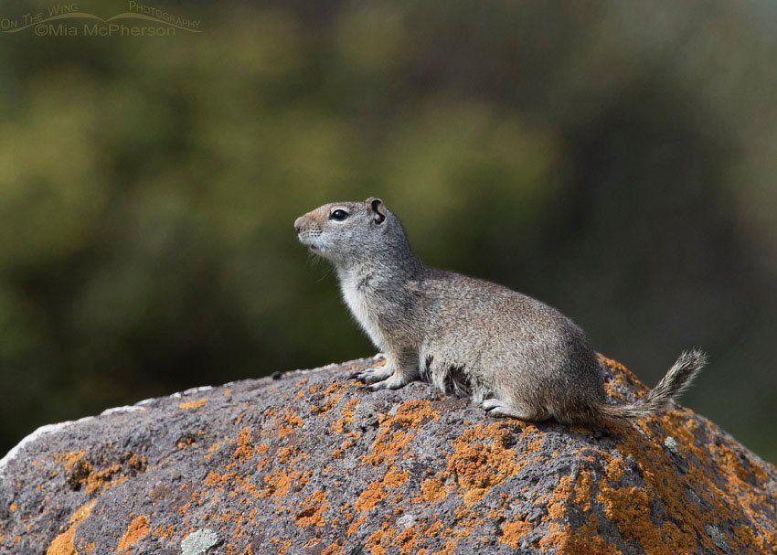 Uinta Ground Squirrel on alert, Centennial Valley, Beaverhead County, Montana