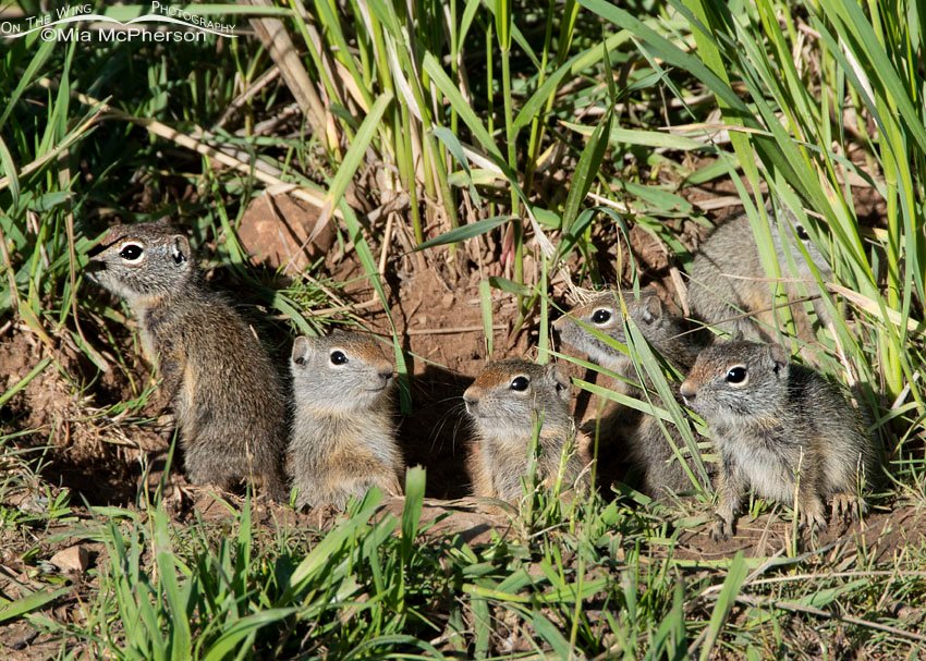 Six Uinta Ground Squirrel babies at their burrow, Wasatch Mountains, Summit County, Utah