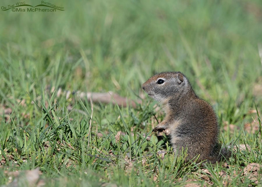Baby Uinta Ground Squirrel in spring grasses, Wasatch Mountains, Summit County, Utah