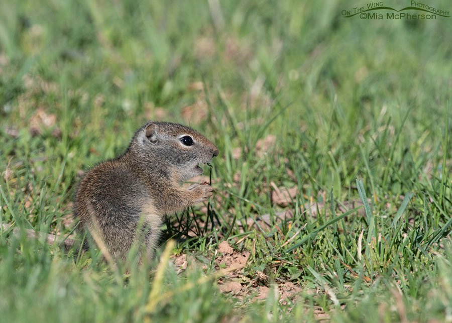 Baby Uinta Ground Squirrel nibbling on spring grass, Wasatch Mountains, Summit County, Utah