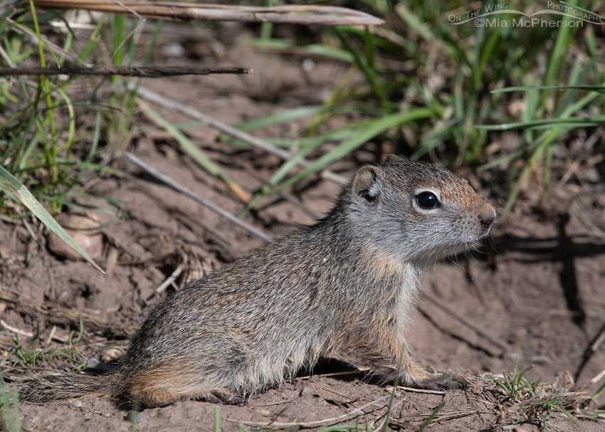Young Uinta Ground Squirrel in the Wasatch Mountains, Wasatch Mountains, Summit County, Utah